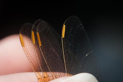Orthetrum coerulescens