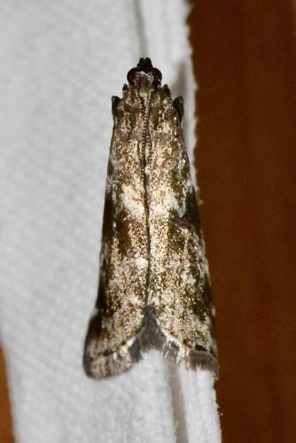 Réf. 298 883 : Phycitinae inconnu