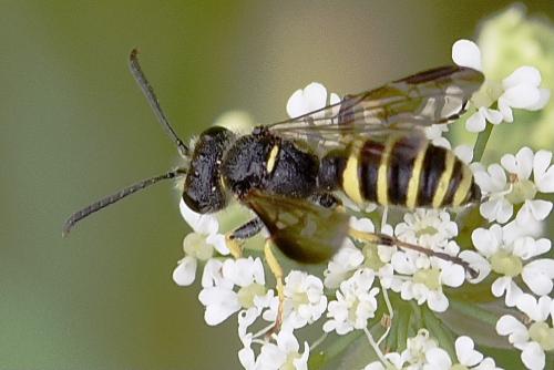 Cerceris quadricincta