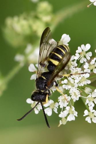 Cerceris quadricincta