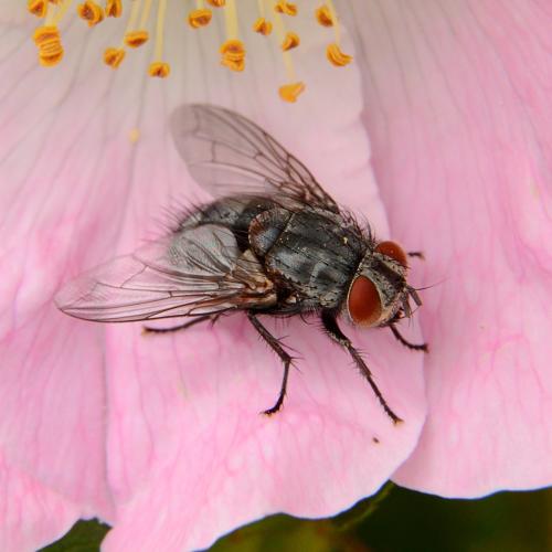 Carcelia sp.