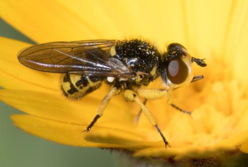 Réf. 298 741 : Dalmannia dorsalis