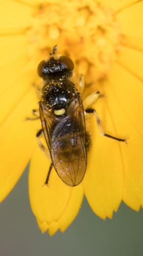 Dalmannia dorsalis