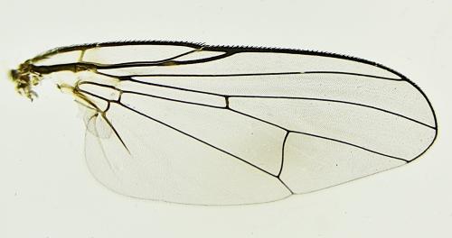www.galerie-insecte.org/galerie/image/dos298/big/Diptera%20a%20d%20x%2025-T.%205%20mm.-Lucon%20jardin%20composteur-26%2002%202022_00001.jpg