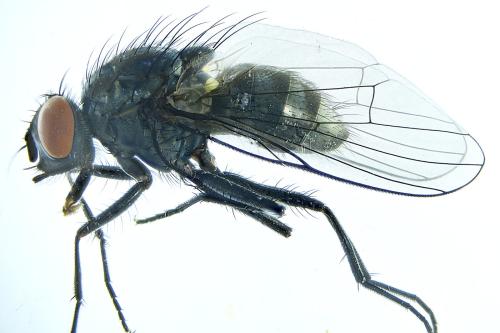 www.galerie-insecte.org/galerie/image/dos298/big/Diptera%20hl%20x%2025-T.%2048%20mm.-Lucon%20jardin%20composteur-26%2002%202022_00001.jpg