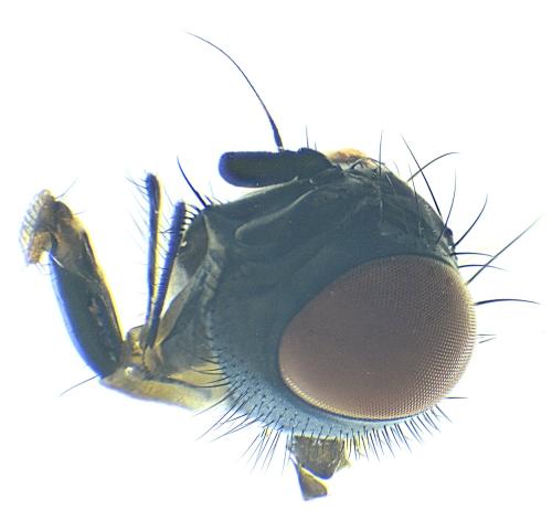 www.galerie-insecte.org/galerie/image/dos298/big/Diptera%20te%20l%20x%204-T.%2048%20mm.-Lucon%20jardin%20composteur-26%2002%202022_00001.jpg