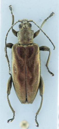 Réf. 298 537 : Donacia marginata
