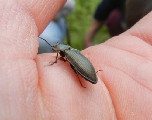 Selatosomus latus