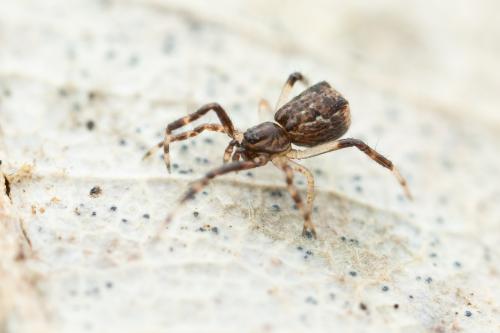 Episinus angulatus