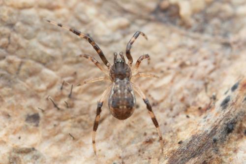 Episinus angulatus