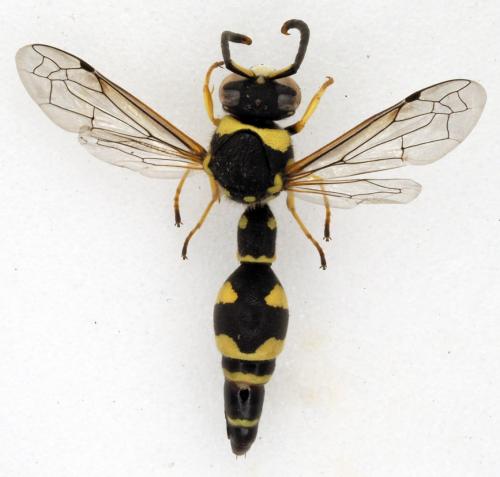 Eumenes coarctatus