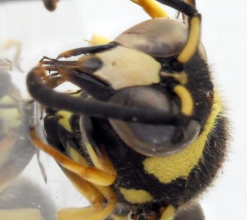 Réf. 298 606 : Eumenes coarctatus
