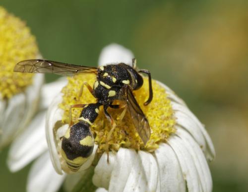 Réf. 298 584 : Eumenes coarctatus
