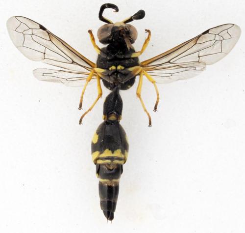 Eumenes coarctatus