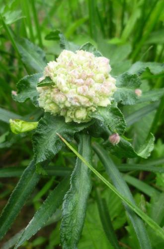 Rhopalomyia ptarmicae