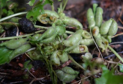 Dasineura odoratae