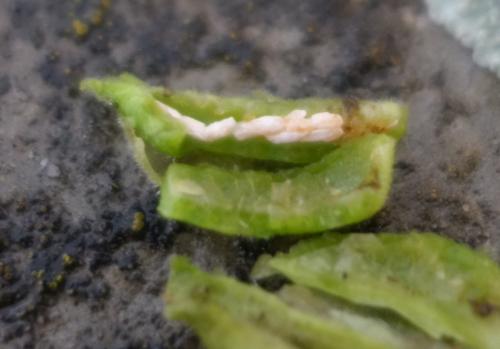 Dasineura odoratae