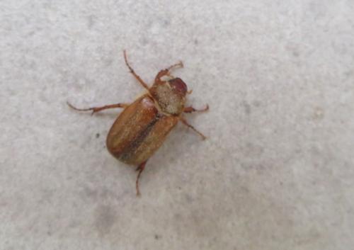 Amphimallon sp.