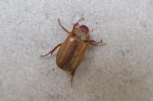 Amphimallon sp.