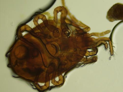 Hydrogamasus littoralis