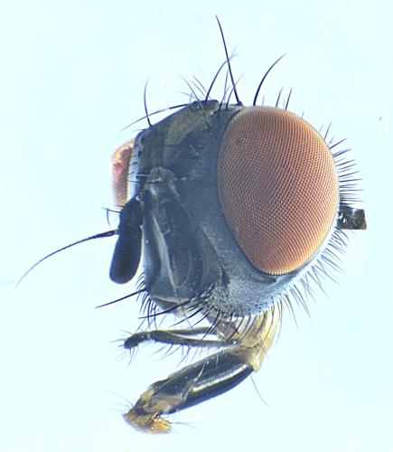 www.galerie-insecte.org/galerie/image/dos298/big/Hydrotaea%20sp.f%20frt%20x%204-T.%2048%20mm.-Muscidae-Lucon%20jardin%20composteur-26%2002%202022_00001_00001.jpg