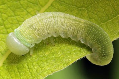 Réf. 298 062 : Trichiosoma vitellina