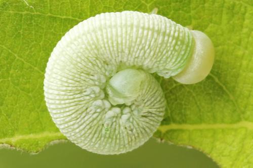 Trichiosoma vitellina