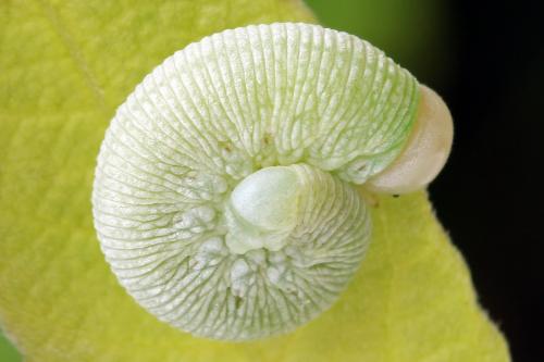 Réf. 298 064 : Trichiosoma vitellina