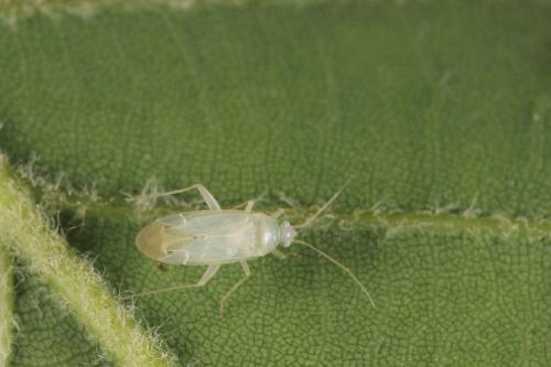 Réf. 298 319 : Icodema infuscata