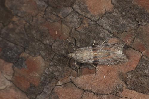 Cadra sp.