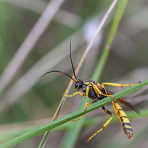 Réf. 298 423 : Eutanyacra crispatoria