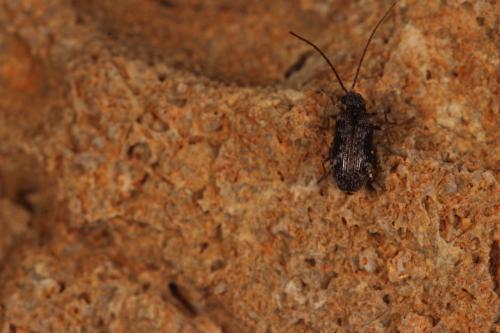 Ptinus palliatus