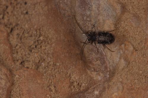 Ptinus palliatus