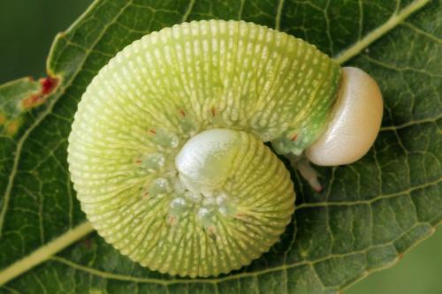Réf. 298 065 : Trichiosoma vitellina