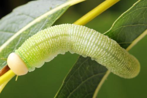 Réf. 298 068 : Trichiosoma vitellina