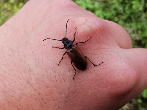 Omophlus sp.