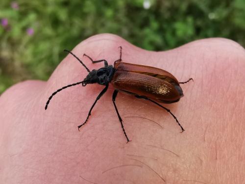 Omophlus sp.