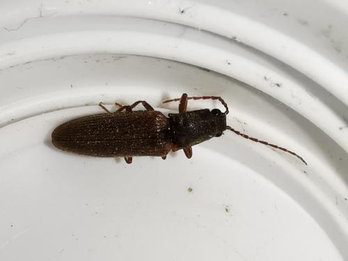 Réf. 298 053 : Athous campyloides