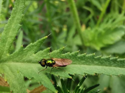 Chloromyia formosa