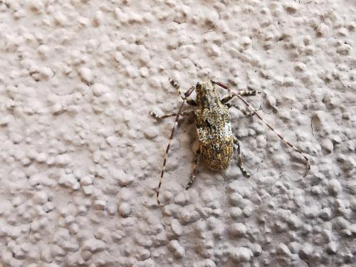 Mesosa nebulosa