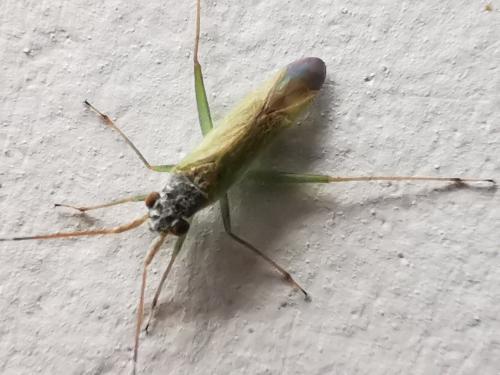 Réf. 298 328 : Platycranus erberi