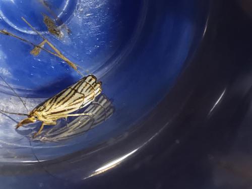 Chrysocrambus craterella