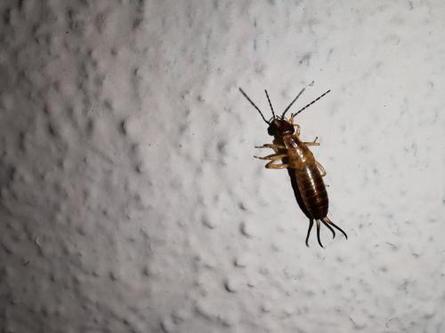 Forficula auricularia