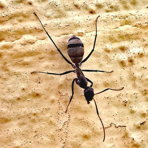 Réf. 298 115 : Camponotus sp.