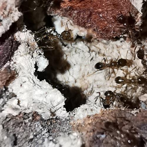Pheidole sp.
