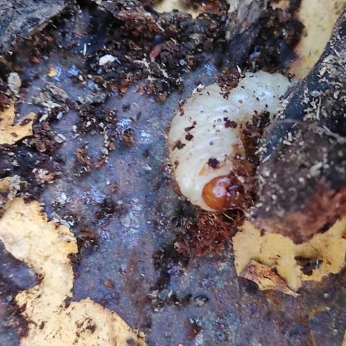 Réf. 298 536 : Cetoniinae inconnu