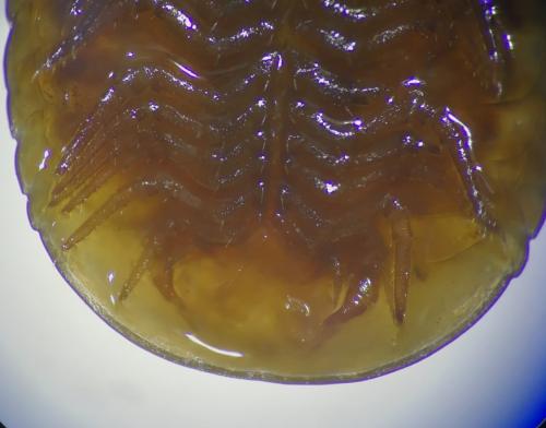 Loboglomeris pyrenaica