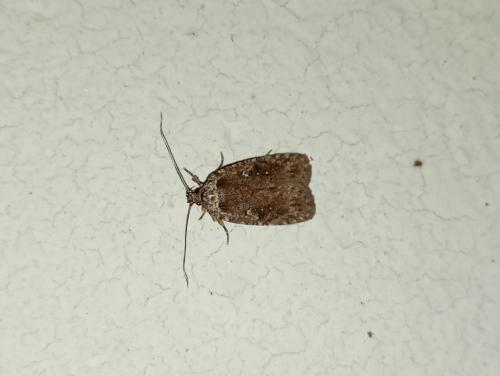 Agonopterix sp.