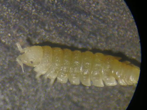 Réf. 298 928 : Haplophthalmus danicus