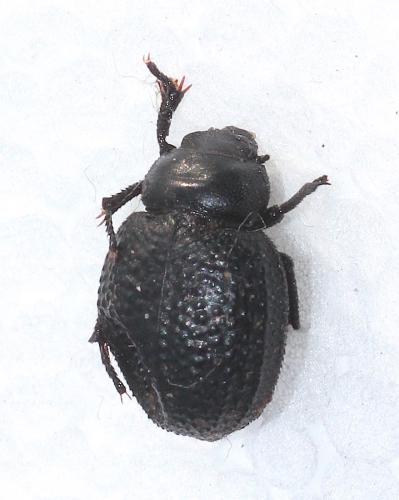 Pachyscelodes tuberculifera lyauteyi